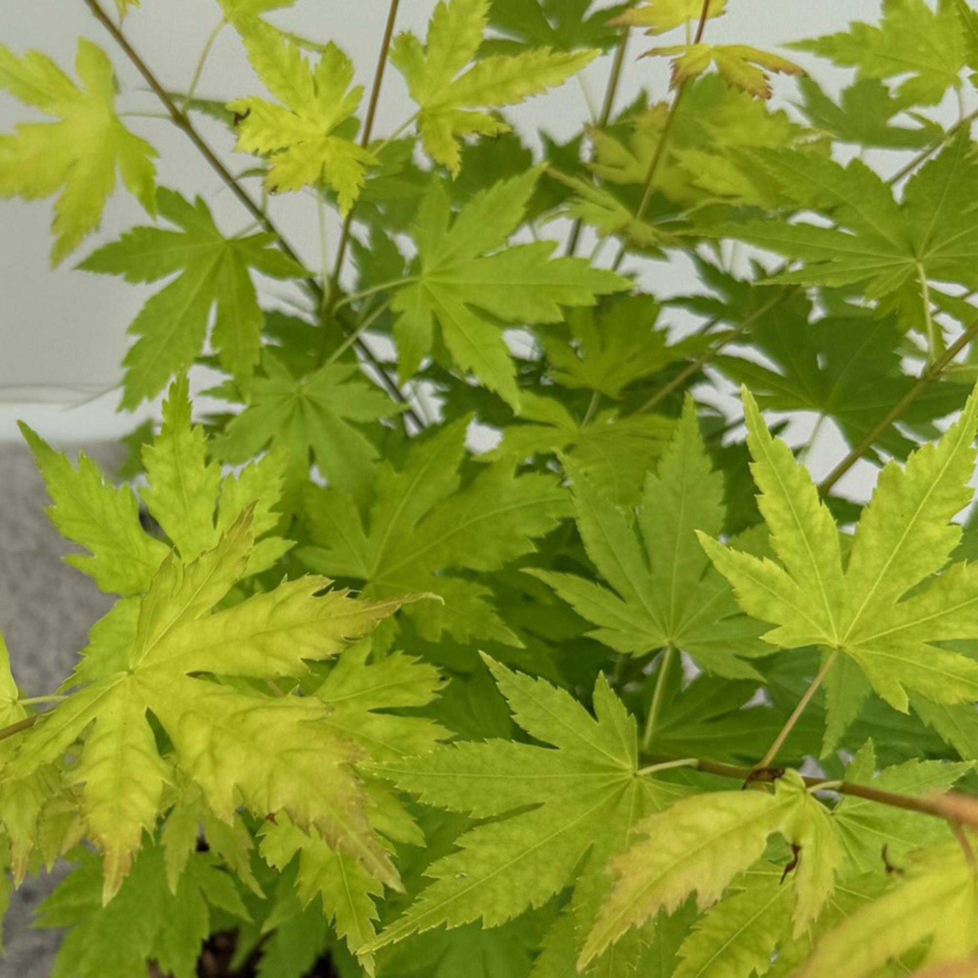 Zwei japanische Ahornbäume Acer palmatum Orange Dream mit orangefarbenem Laub, Topf 19cm, Höhe 70cm, laubabwerfend.