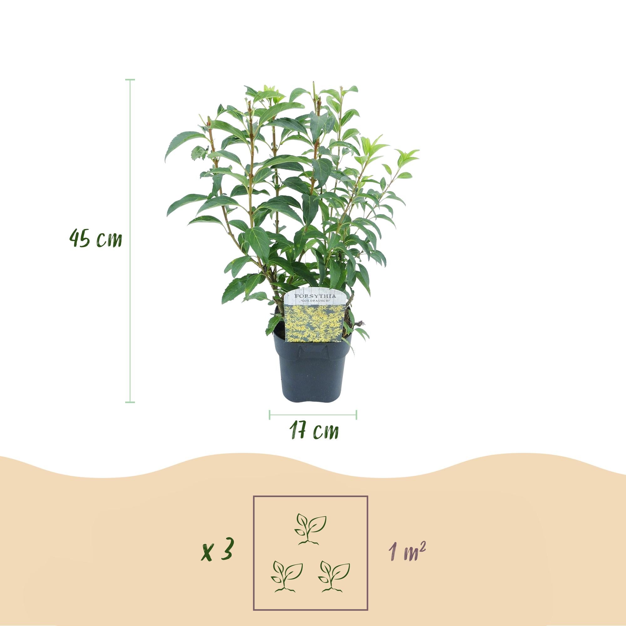 Forsythia intermedia Goldrauch - Blüte Gelb - 1 Pflanze - Laubabwerfend - Wenig Pflege - Topf 17cm Höhe 45cm