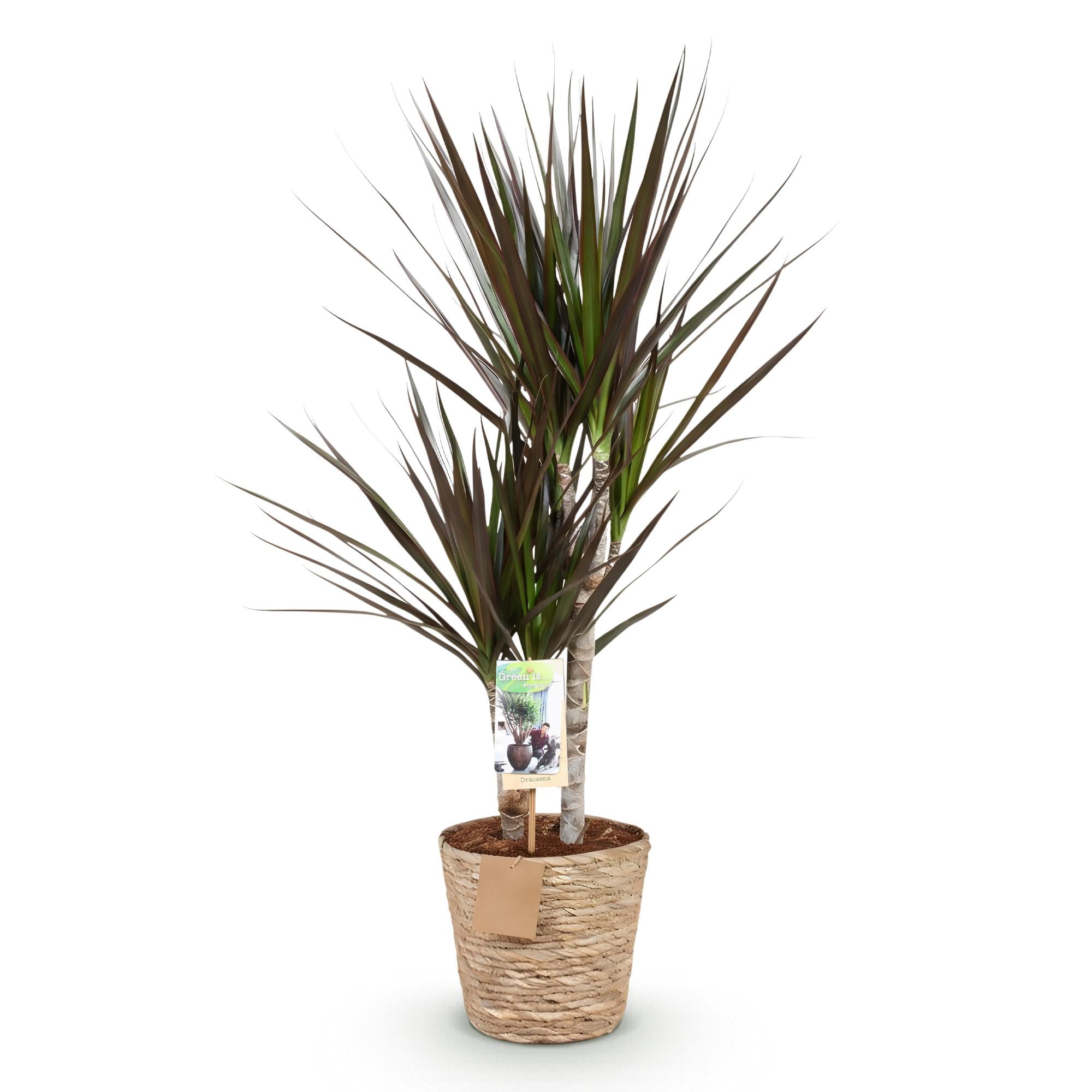 Everspring Dracaena Magenta im Korb, grüne Pflanze mit roten Blatträndern, verschiedene Größen, Zimmerpflanze für Dekoration