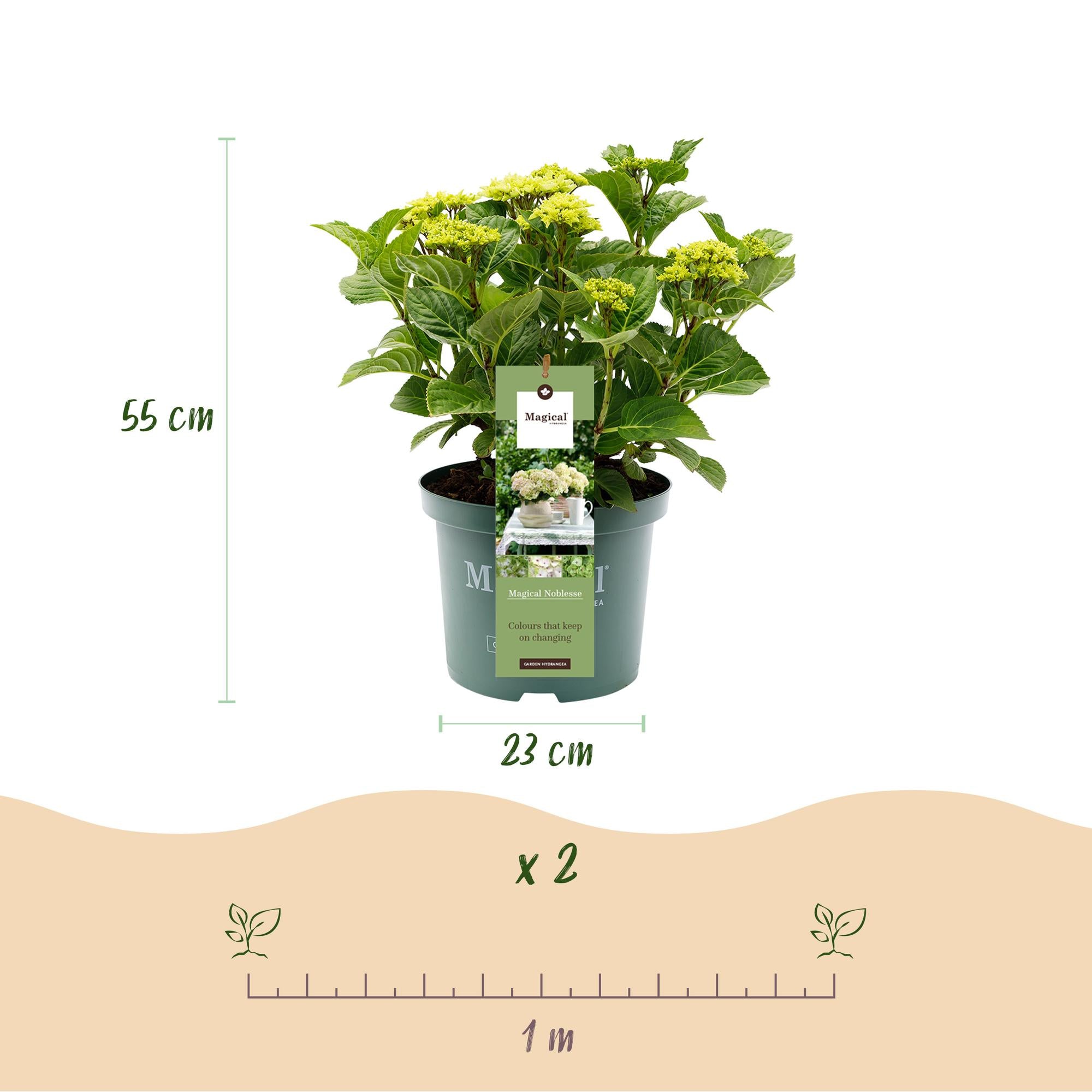 Weiße Hortensie Hydrangea Magical Nobless im Topf, 23 cm Durchmesser, 55 cm hoch, mit 6-10 Blüten, Everspring.