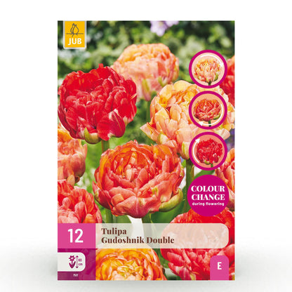 Blumenzwiebeln Tulp Gudoshnik Double von Everspring, doppelblütig, 12 Stück, Zwiebelgröße 11/12, XXL Pack, im Garten