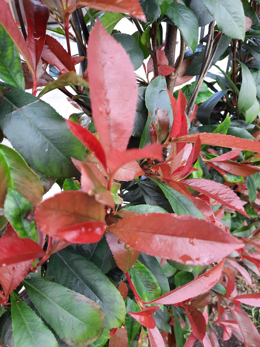 Photinia fraseri &