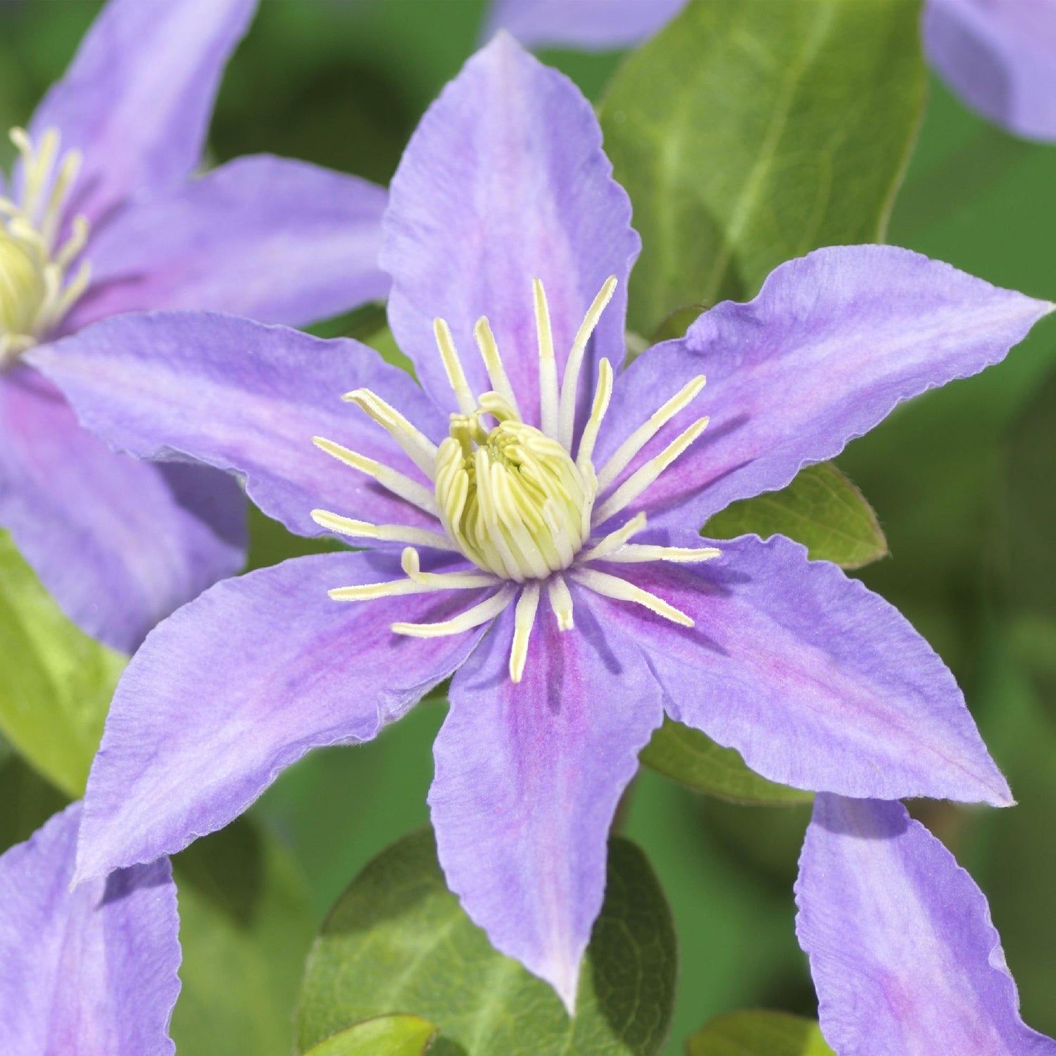 Zwei Clematis Justa Kletterpflanzen mit hellblauen Blüten in Töpfen, ca. 40cm hoch, wenig Pflege, von Everspring