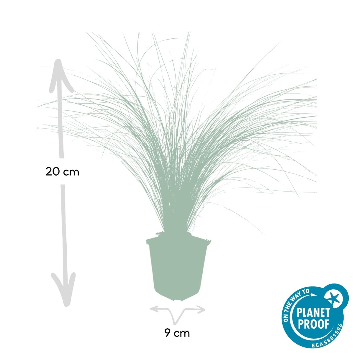 24x Stipa tenuissima ‘Ponytails’ – Mexikanisches Federgras für moderne &amp; naturnahe Beete – Höhe 10–25 cm – Ø 9 cm - Wurzelwerk Design
