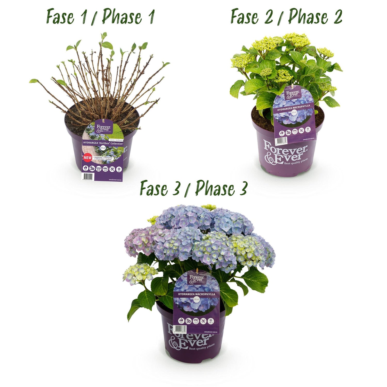 Balkon-Hortensie Forever &amp; Ever Blau – 2 Pflanzen – 7–12 Blüten – Ø23 cm Topf – Höhe ca. 55 cm