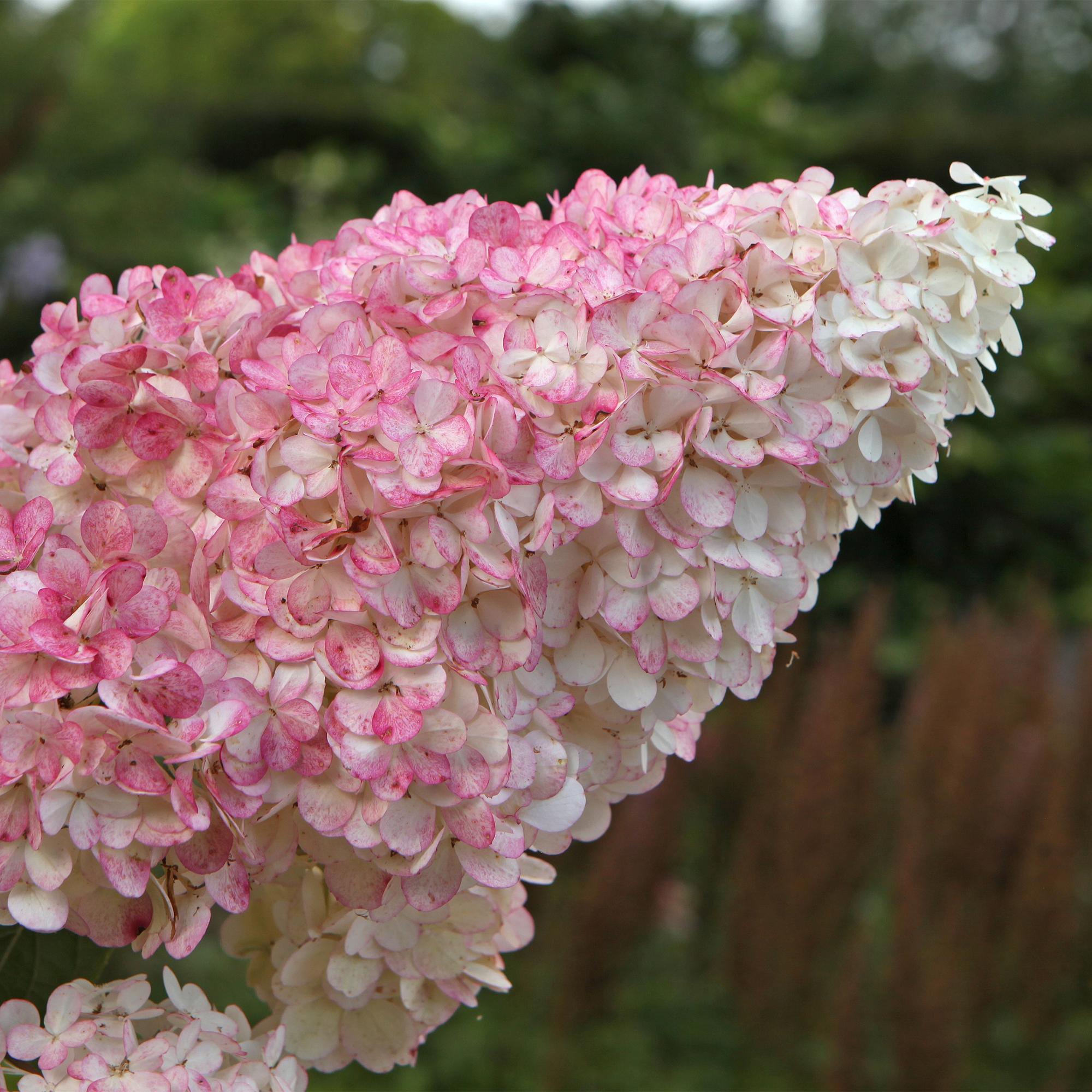Rispenhortensie Hydrangea panniculata Vanille Fraise mit weißen und rosa Blüten, 3 Pflanzen im 17cm Topf, 50cm hoch, laubabwerfend