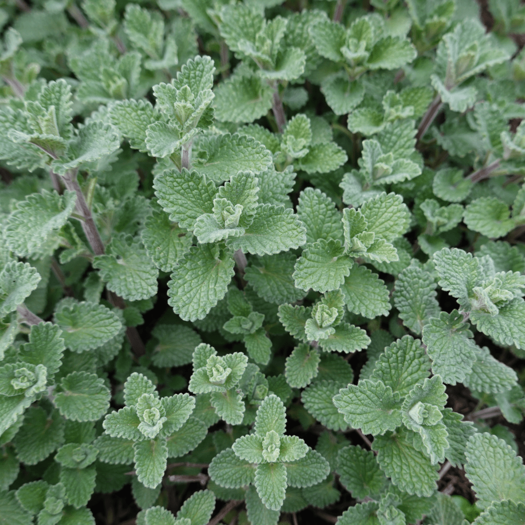 Sechs Nepeta faassenii Pflanzen in Töpfen, mit grünen blühenden Kräutern, ca. 10-25 cm hoch, von Everspring.