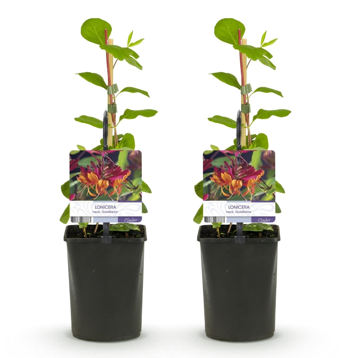 Lonicera heckrottii &