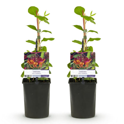 Lonicera heckrottii &