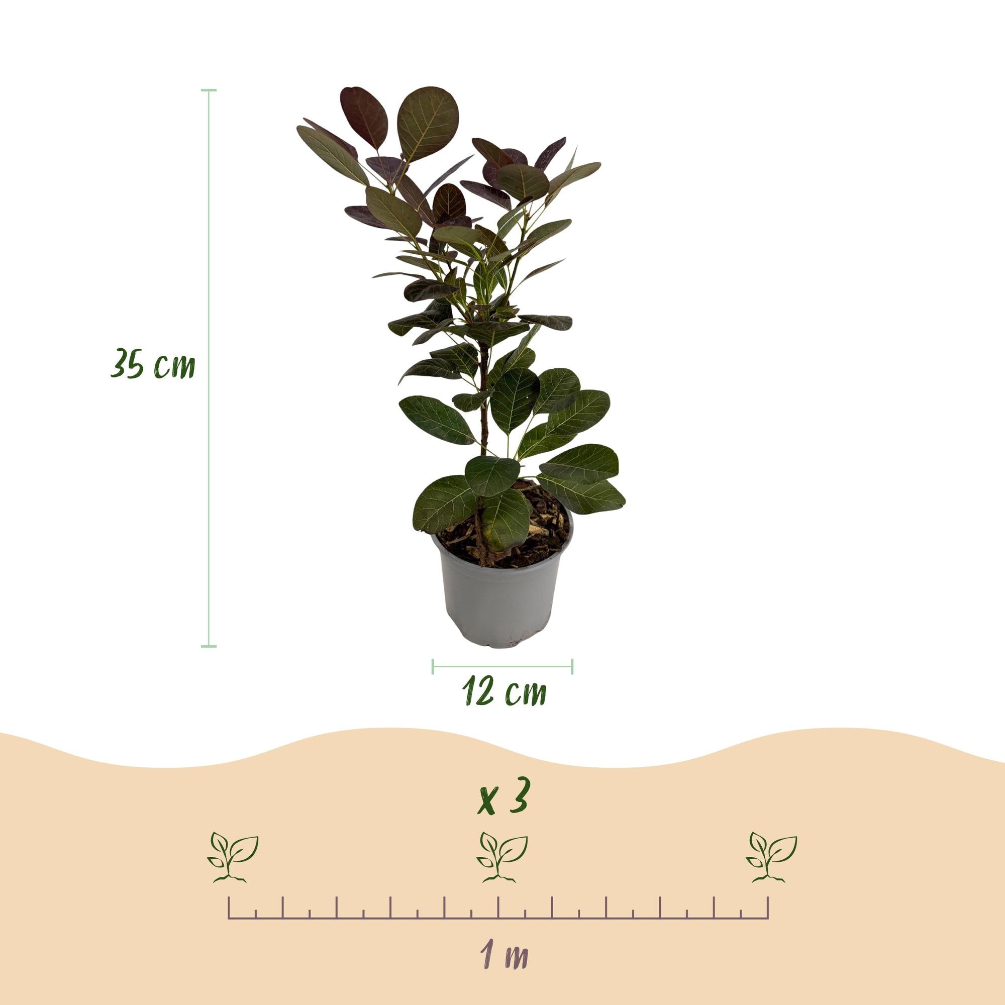 Lila Perückenstrauch Coggygria ‘Royal Purple’ in Topf, Everspring, 12 cm Durchmesser, 35 cm hoch, blühende Pflanze