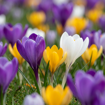 Krokus-Mischung – Crocus online kaufen | 70 bis 560 Blumenzwiebeln, bunt &amp; verwildernd – Wurzelwerk Design