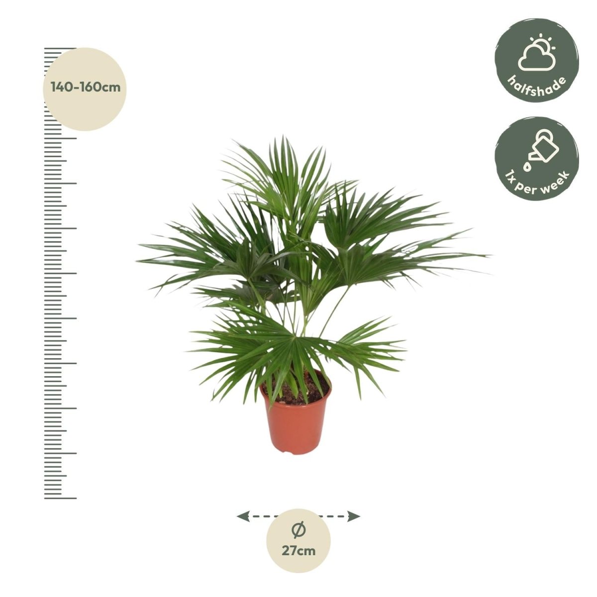Livistona Chinensis - 170 cm - Ø 27 cm - Wurzelwerk Design