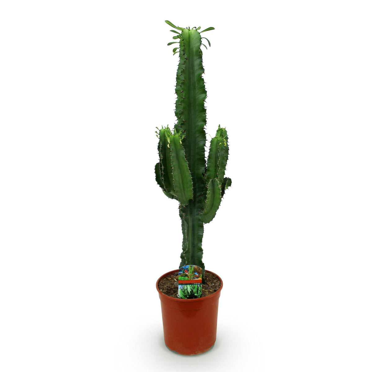 Euphorbia eritrea Afrikanischer Milchbaum Pflanze von Everspring in verschiedenen Größen, grüne Sukkulente mit dicken Stämmen