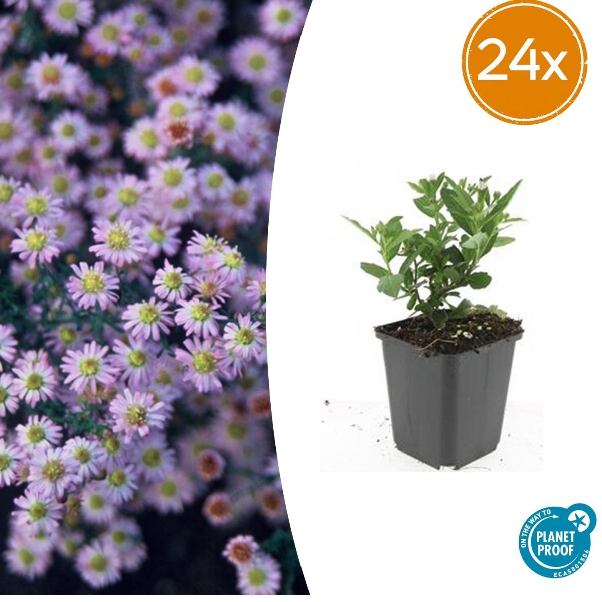 24x Aster ageratoides ‘Stardust’ – Herbst - Aster mit weißen Blüten – Höhe 10–25 cm – Ø 9 cm - Wurzelwerk Design