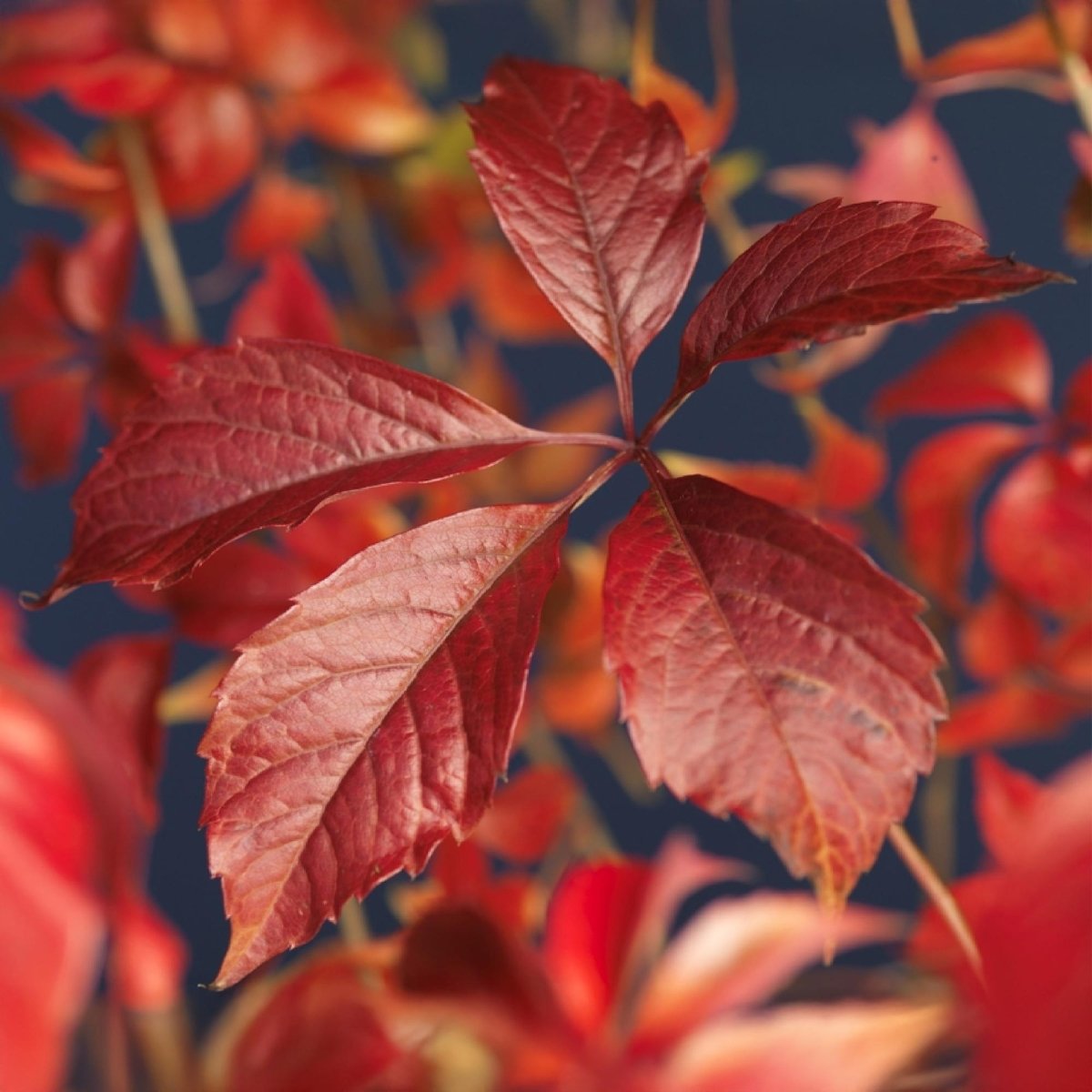 Parthenocissus &