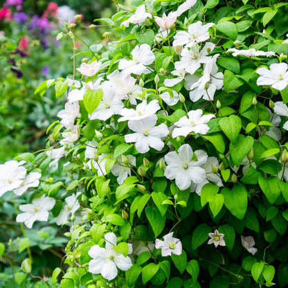 Zwei blühende Clematis Madame Le Coultre Pflanzen in Töpfen, weiß, ca. 40cm hoch, wenig Pflege, von Everspring.