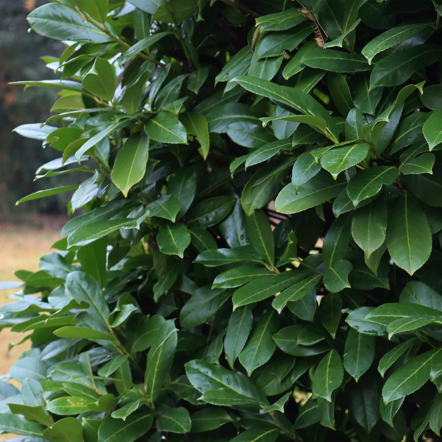 Kirschlorbeer Novita – Prunus laurocerasus online kaufen | 6 Pflanzen für 1 m Hecke, immergrün &amp; frosthart – Wurzelwerk Design