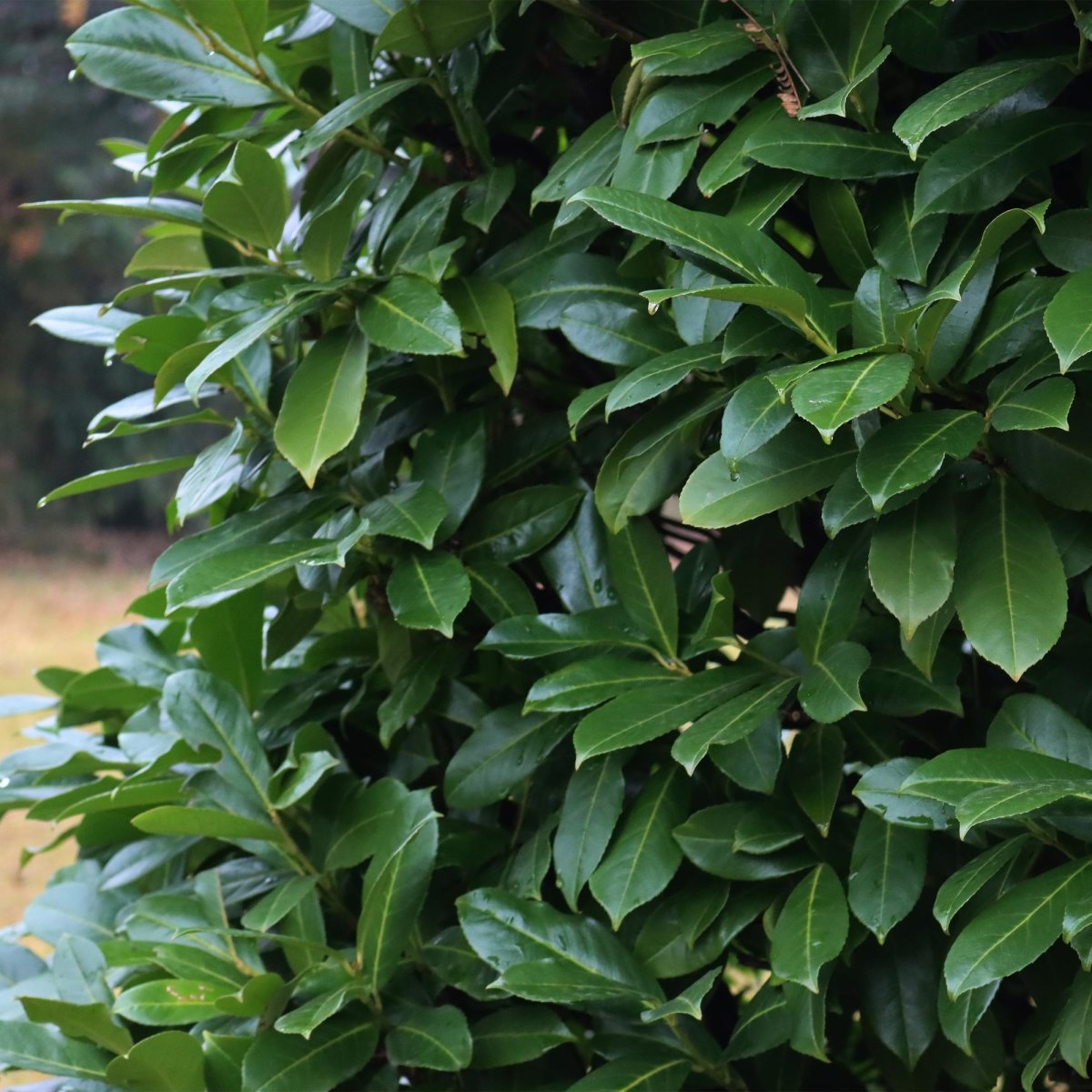 Kirschlorbeer Novita – Prunus laurocerasus online kaufen | 6 Pflanzen für 1 m Hecke, immergrün &amp; frosthart – Wurzelwerk Design - Wurzelwerk Design