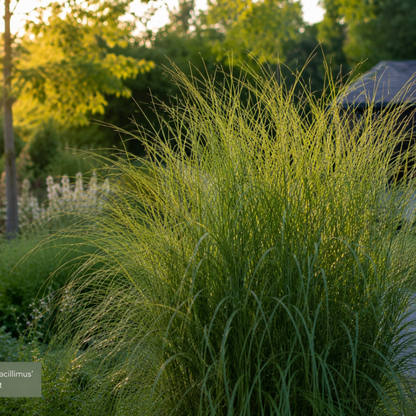 Chinaschilf Gracillimus kaufen | 3× Miscanthus, Ø 12 cm