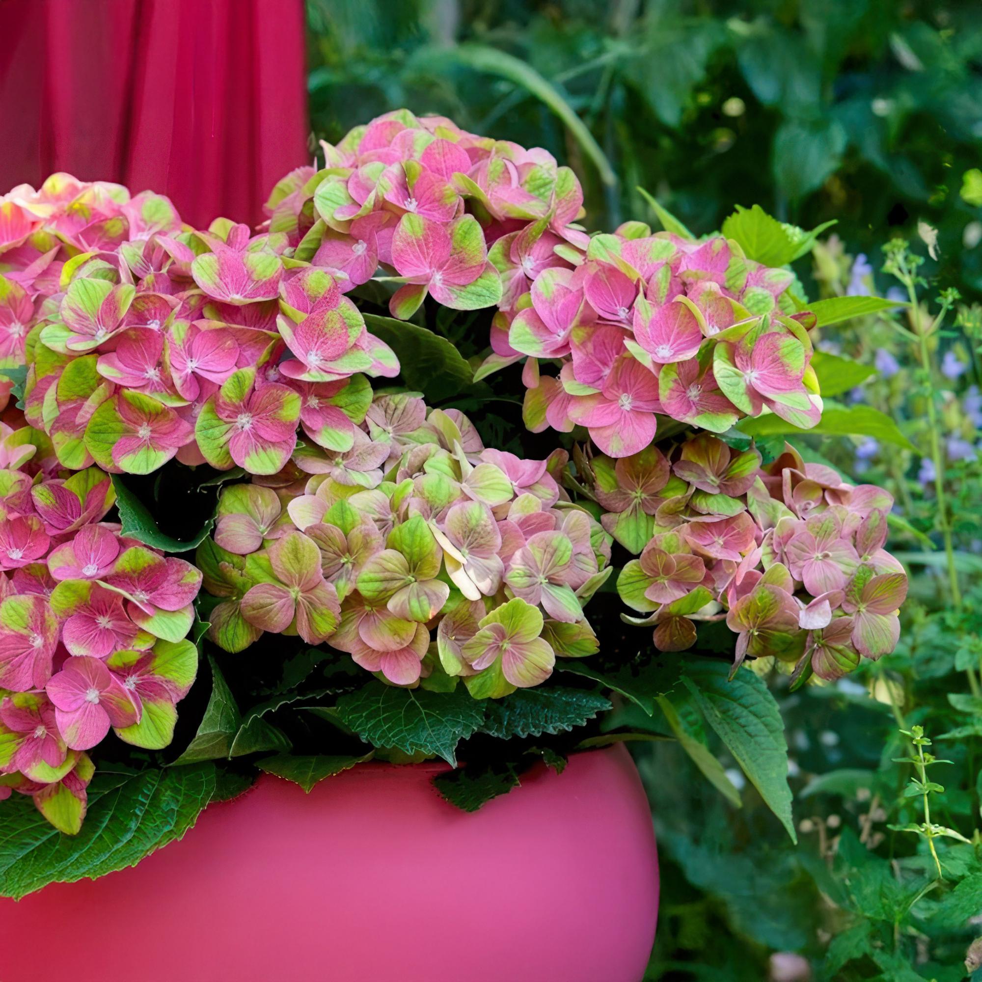 Balkonpflanze - Hortensie - Hydrangea Magical Green Fire - Rosa Grün - 6-10 Blüten - 2 Pflanzen - Topf 23cm Höhe 55cm