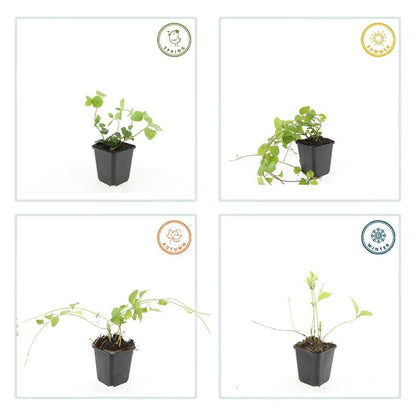 Vinca major – 24 Pflanzen Ø 9 cm – Großes Immergrün | Robuster, winterharter Bodendecker mit violett-blauen Blüten