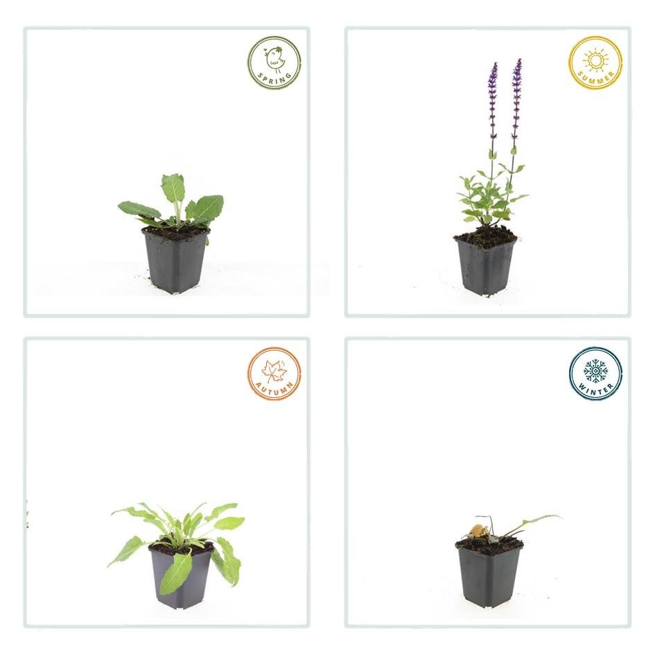 Salvia nemorosa ‘Mainacht’ – 24 Stück, Ø 9 cm Topf, Höhe 10–25 cm – Duftender, winterharter Ziersalbei für Garten &amp; Bienen - Wurzelwerk Design