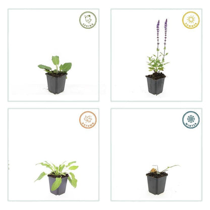 Salvia nemorosa ‘Mainacht’ – 24 Stück, Ø 9 cm Topf, Höhe 10–25 cm – Duftender, winterharter Ziersalbei für Garten &amp; Bienen - Wurzelwerk Design