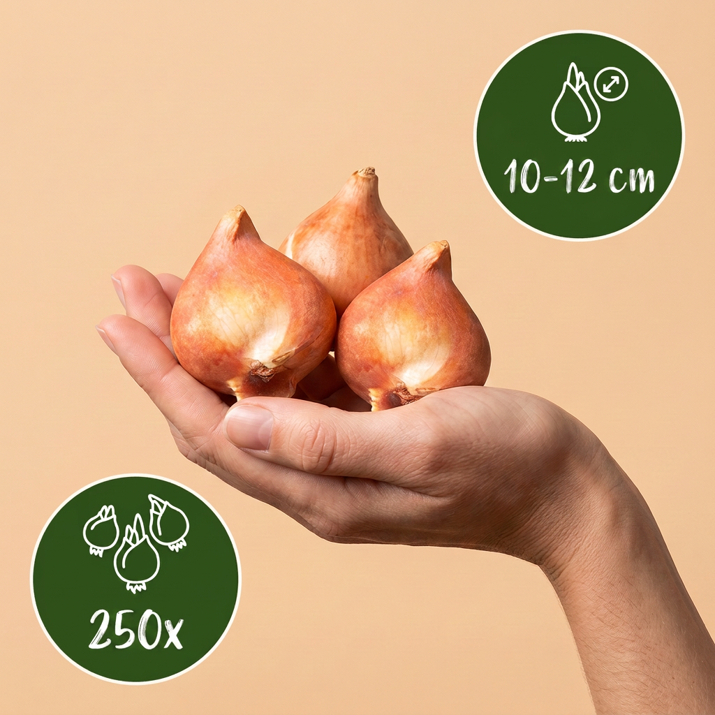 Blumenzwiebel-Mischung Bunt – für große Flächen online kaufen | 250 bis 1000 Zwiebeln – Wurzelwerk Design