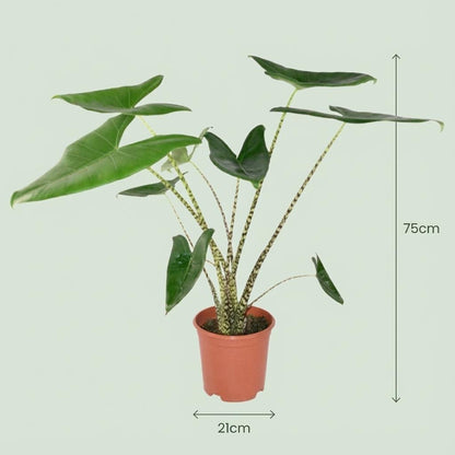 Alocasia zebrina Elefantenohr im Korb, 70–75 cm hoch, mit charakteristischen gestreiften Blättern, Everspring.