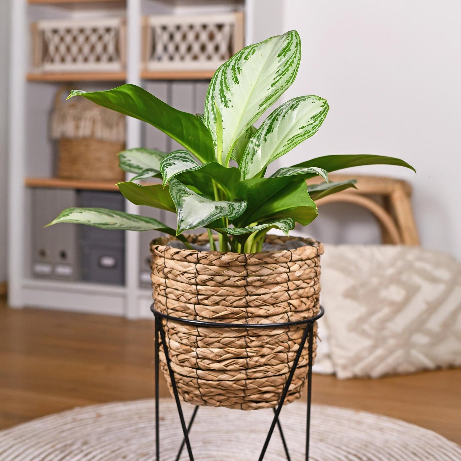 Everspring Aglaonema Silver Bay Silberblatt Pflanze, Höhe 70-75cm mit silbrigen Blättern, Zimmerpflanze für den Innenbereich