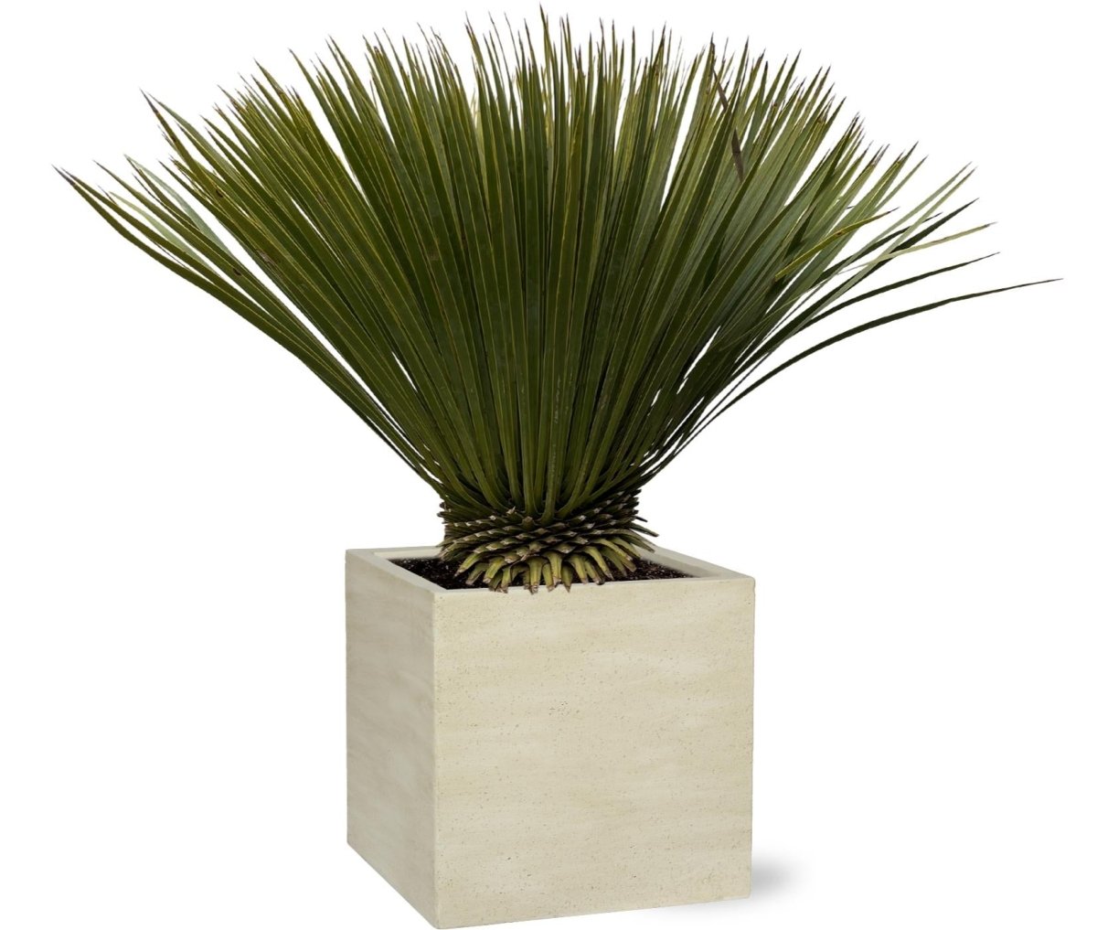 Yucca rostrata – Robuste Palmlilie für Garten &amp; Zuhause - Wurzelwerk Design