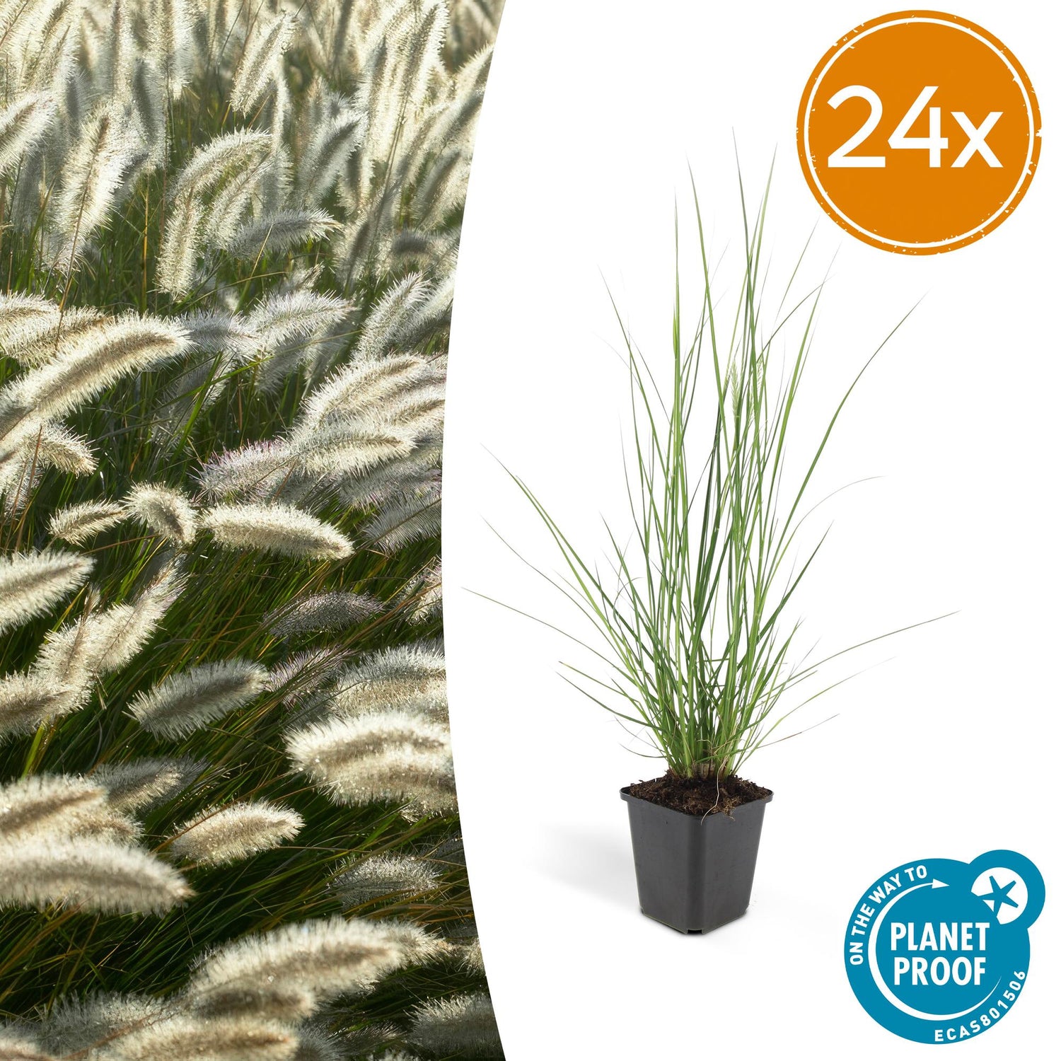 24x Pennisetum x advena rubrum &