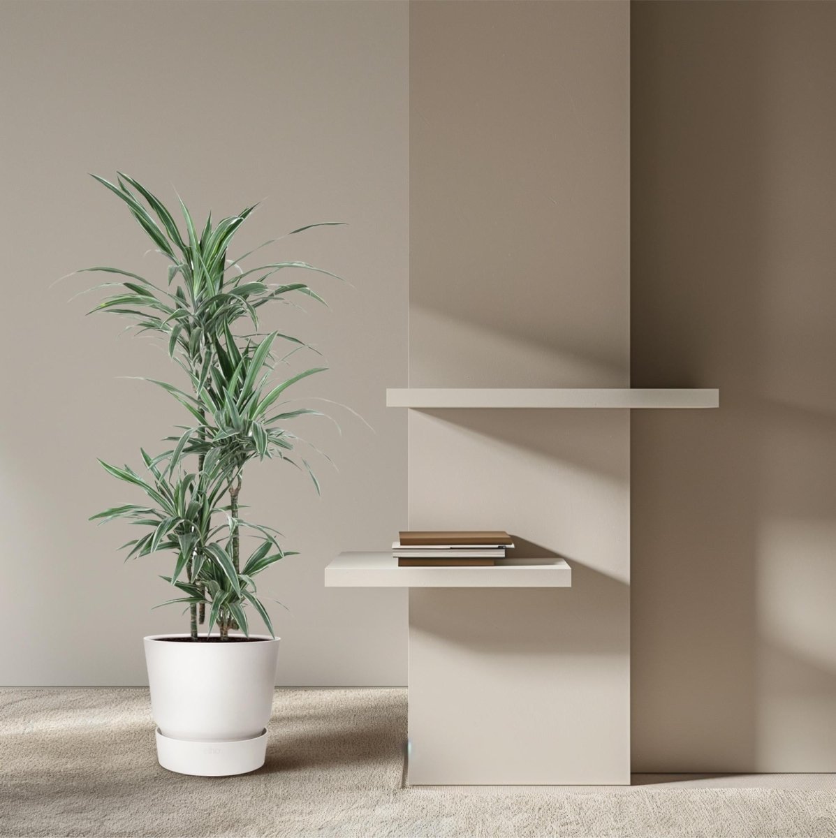 Drachenbaum Dracaena Warneckei | Pflegeleichte Zimmerpflanze – Luftreinigend &amp; dekorativ - Wurzelwerk Design