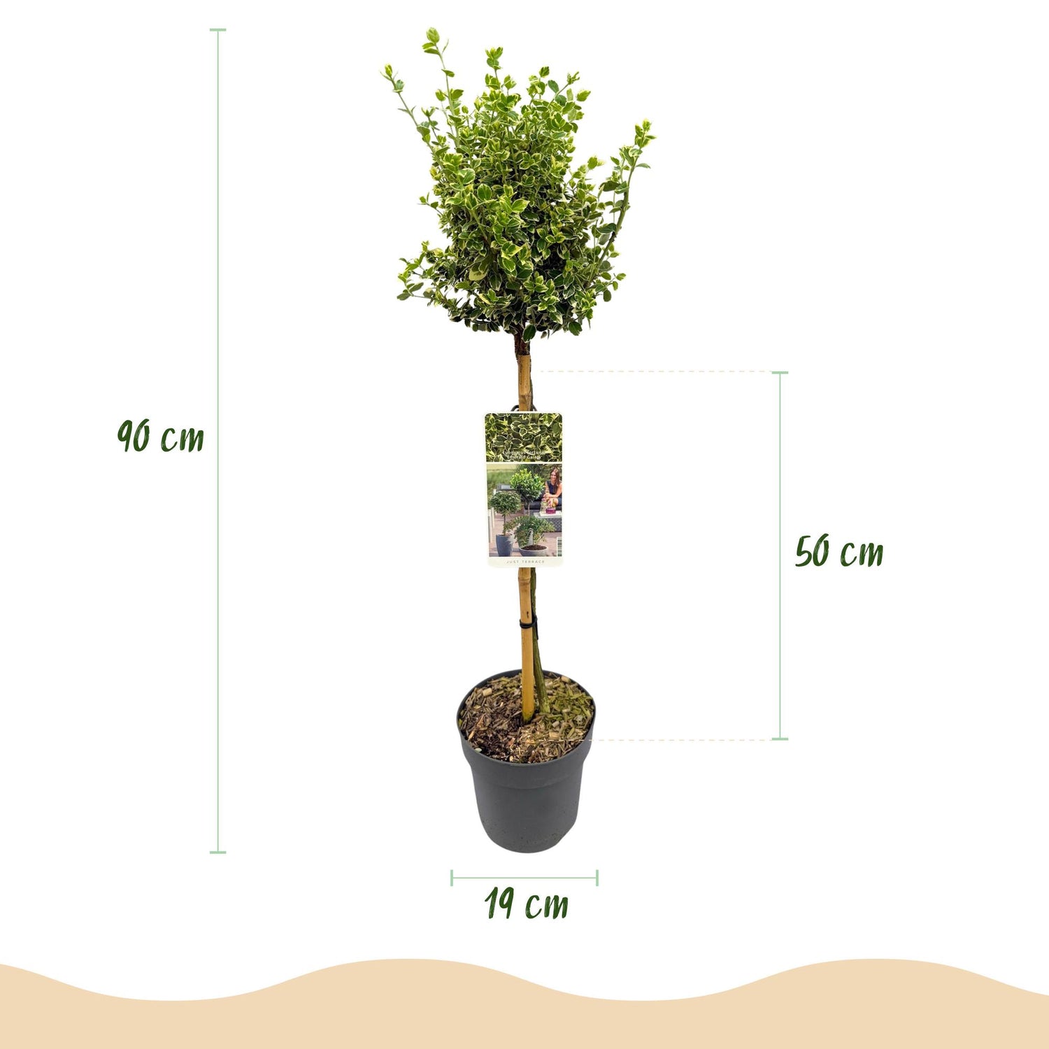 Immergrüner Euonymus fortunei Emerald Gaiety in Topf, winterhart, grün-graue Blätter, Höhe 90cm, Terrassenpflanze von Everspring