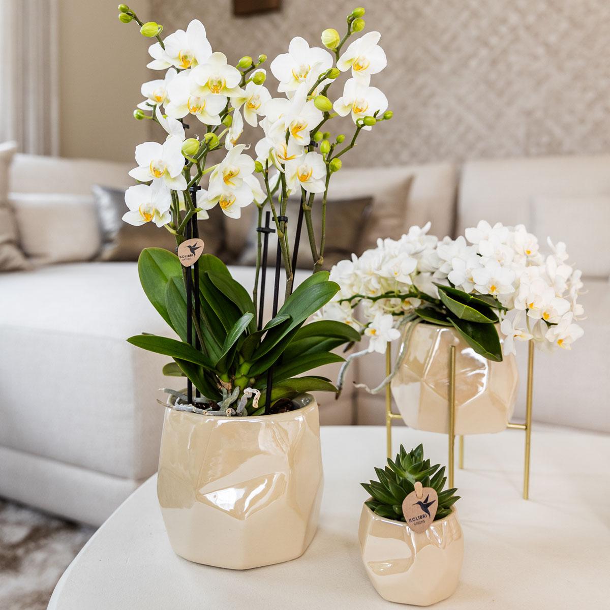 Pearl Travertin Töpfe - Wurzelwerk Design