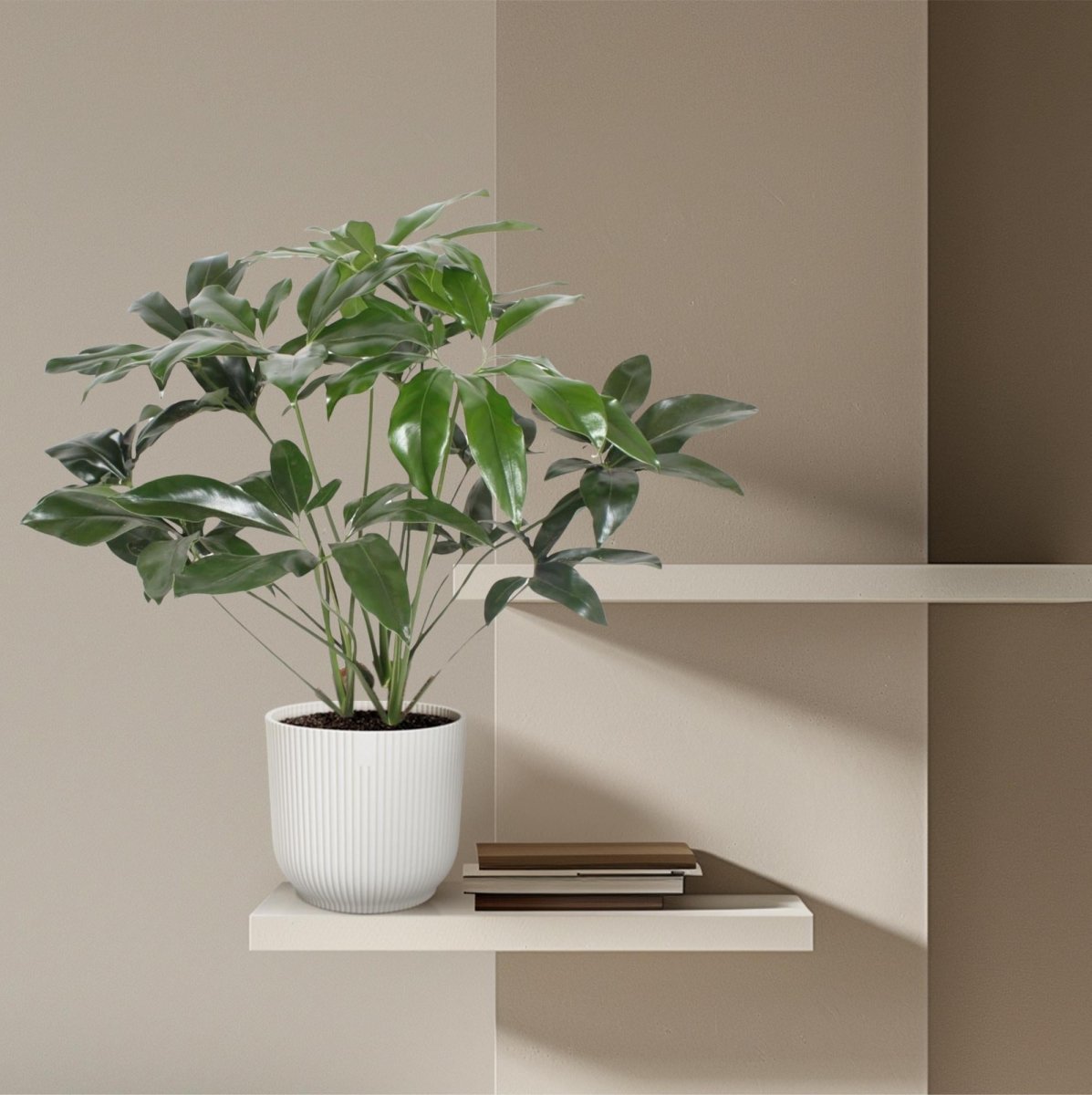 Philodendron Green Wonder | Exotische Zimmerpflanze mit großen Blättern – Immergrün &amp; Pflegeleicht - Wurzelwerk Design