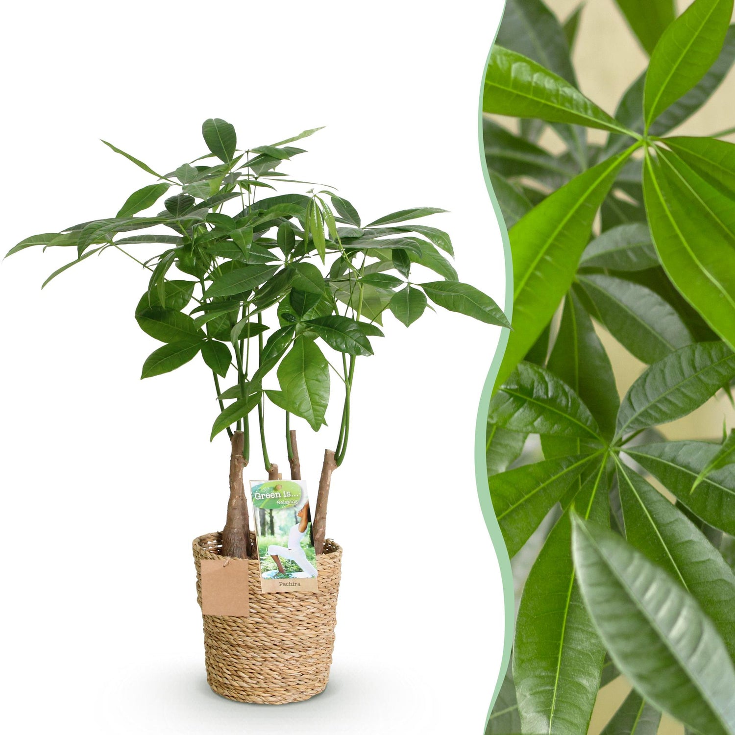 Mehrstammige Pachira Aquatica Zimmerpflanze von Everspring, in verschiedenen Größen, grüne Blätter, dekoratives Indoor-Pflanzenbild