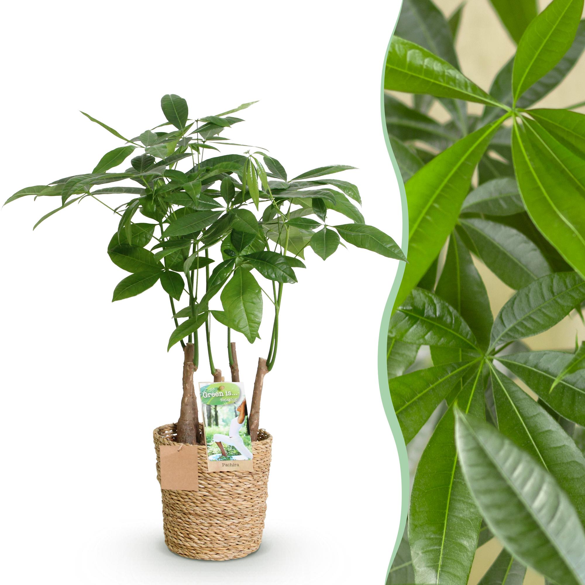 Mehrstammige Pachira Aquatica Zimmerpflanze von Everspring, in verschiedenen Größen, grüne Blätter, dekoratives Indoor-Pflanzenbild