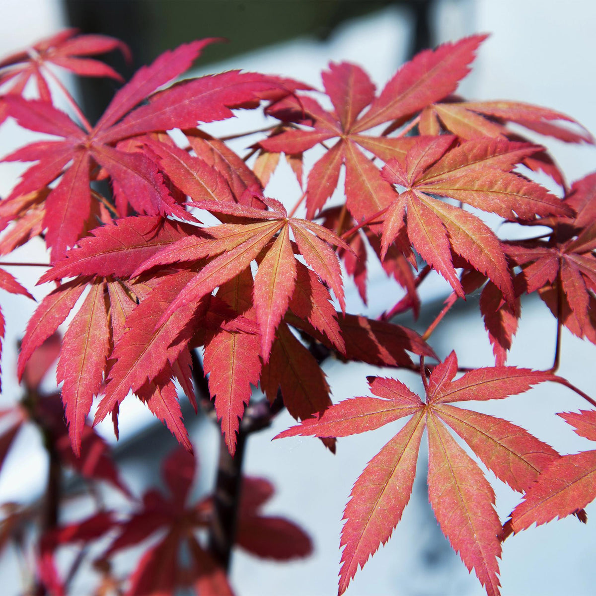 Japanischer Ahorn Acer palmatum Sumi-nagashi, rot, 2 Pflanzen im Topf, Laubabwerfend, Höhe 70cm, Everspring