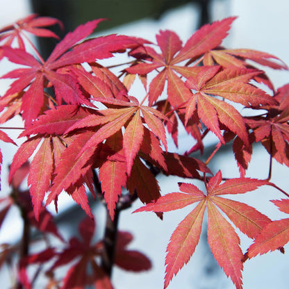 Japanischer Ahorn Acer palmatum Sumi-nagashi, rot, 2 Pflanzen im Topf, Laubabwerfend, Höhe 70cm, Everspring