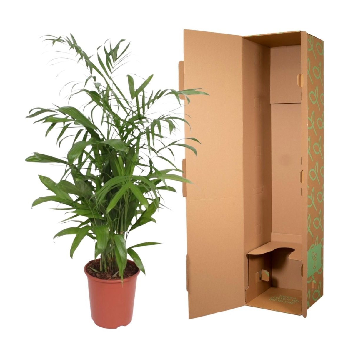 Chamaedorea Seifrizii – Elegante Bambuspalme für Innenräume - Wurzelwerk Design