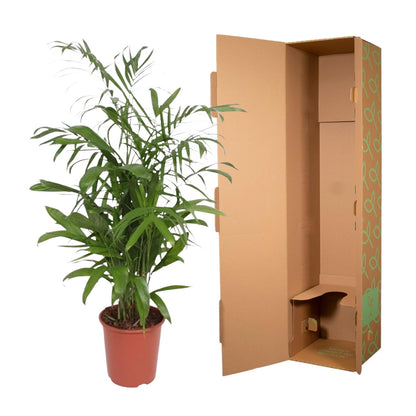 Chamaedorea seifrizii Bambuspalme als elegante Zimmerpalme für helle Innenräume
