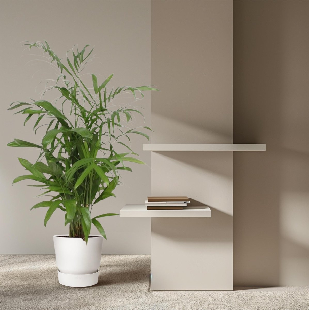 Chamaedorea Seifrizii – Elegante Bambuspalme für Innenräume - Wurzelwerk Design