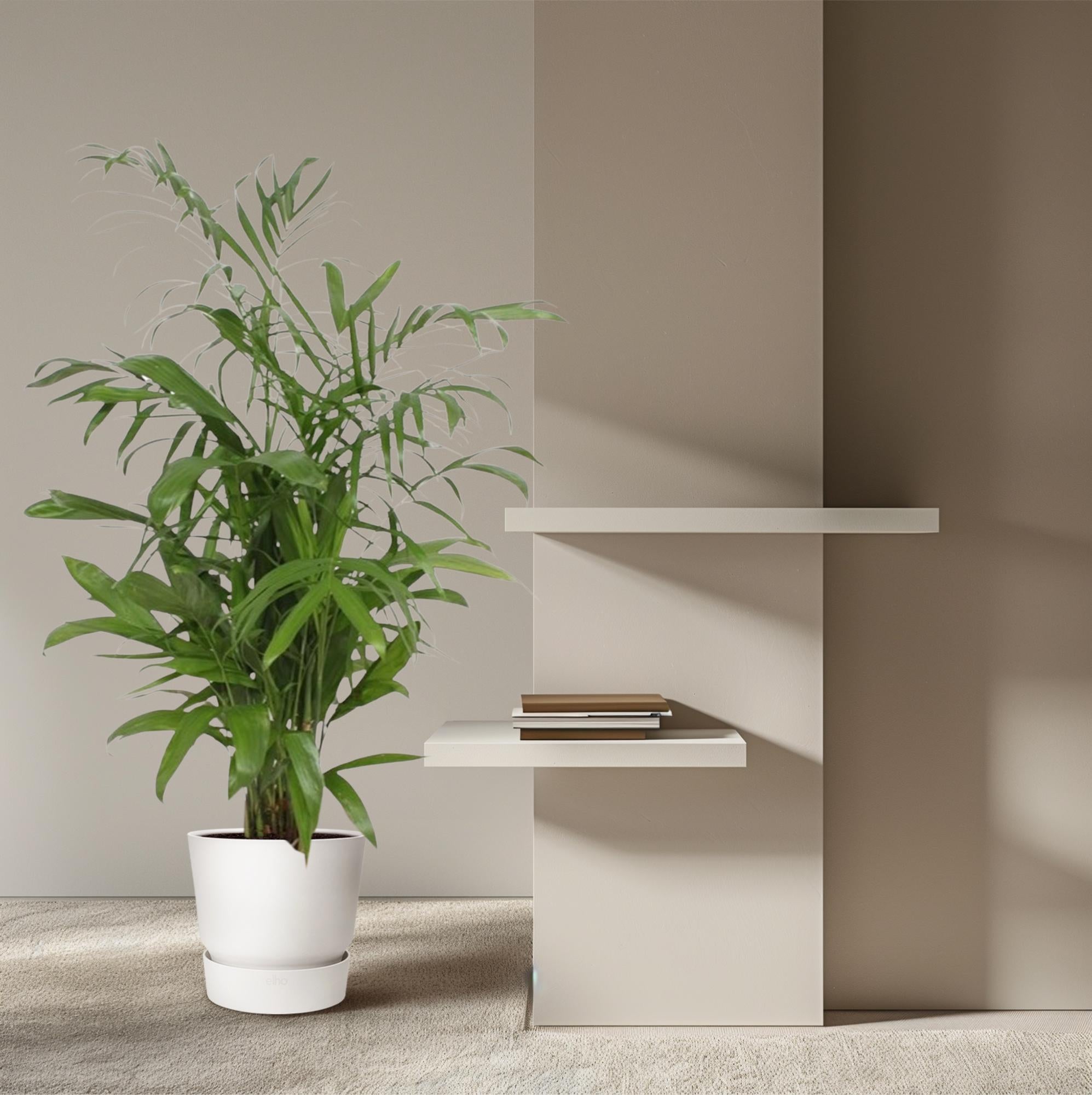 Chamaedorea seifrizii Bambuspalme als elegante Zimmerpalme für helle Innenräume