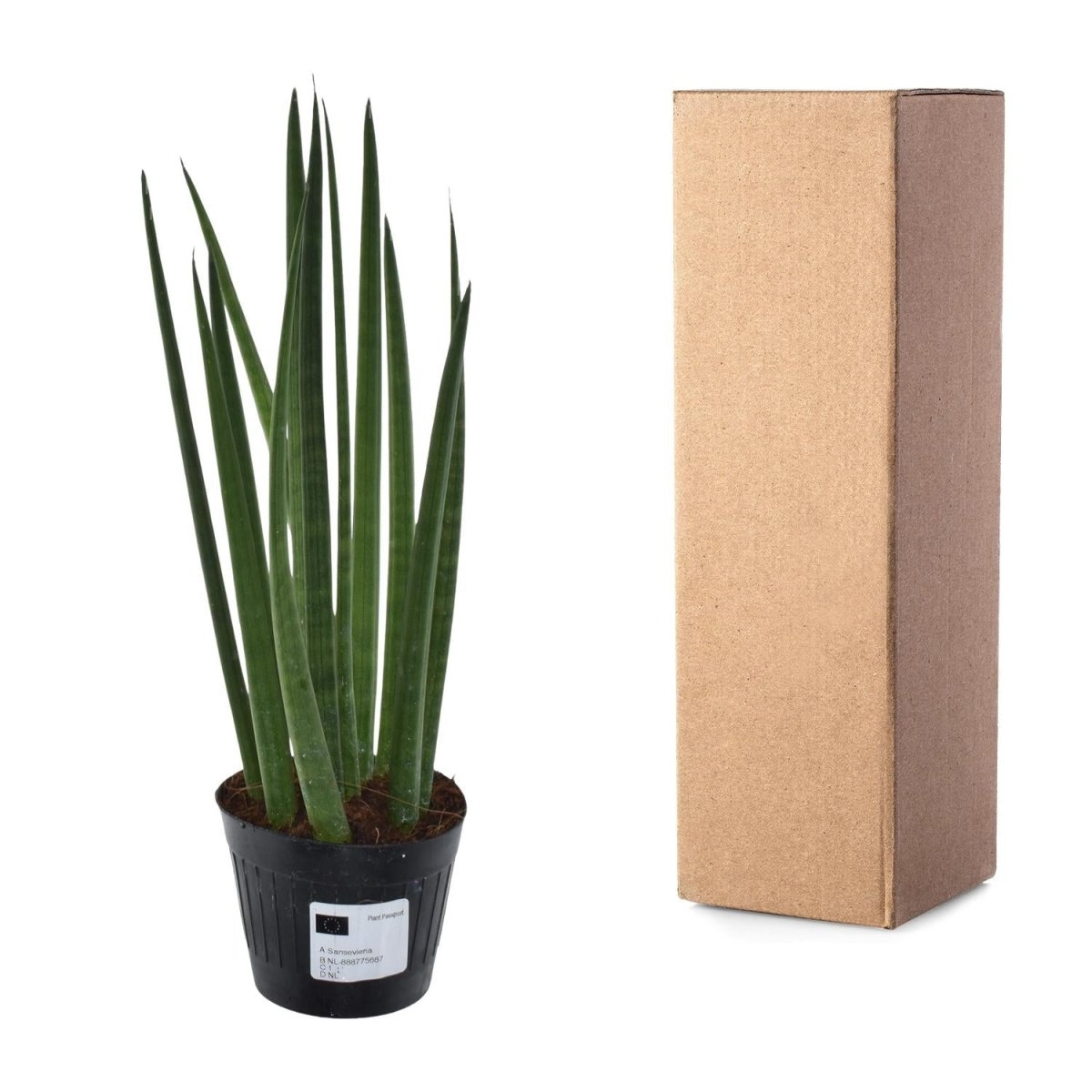 Sansevieria cylindrica ‘Bacularis’ – Mikado Pflanze 38 cm - Wurzelwerk Design