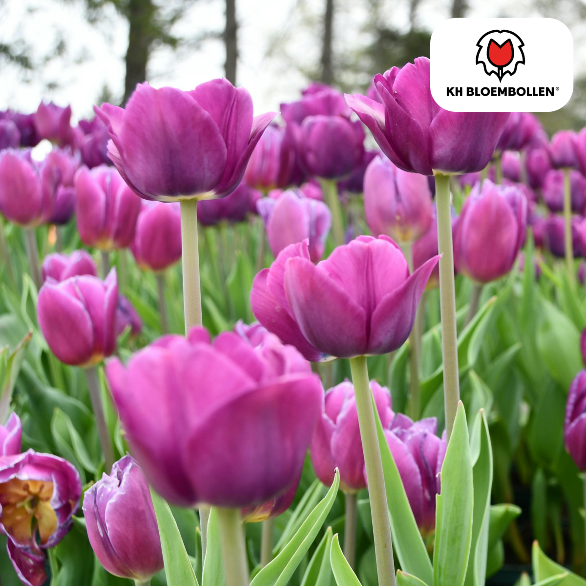 Purple Prince Tulpenzwiebeln – 20er - Pack | Tiefviolette Frühlingsblüten - Wurzelwerk Design