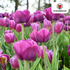 Purple Prince Tulpenzwiebeln – 20er - Pack | Tiefviolette Frühlingsblüten - Wurzelwerk Design