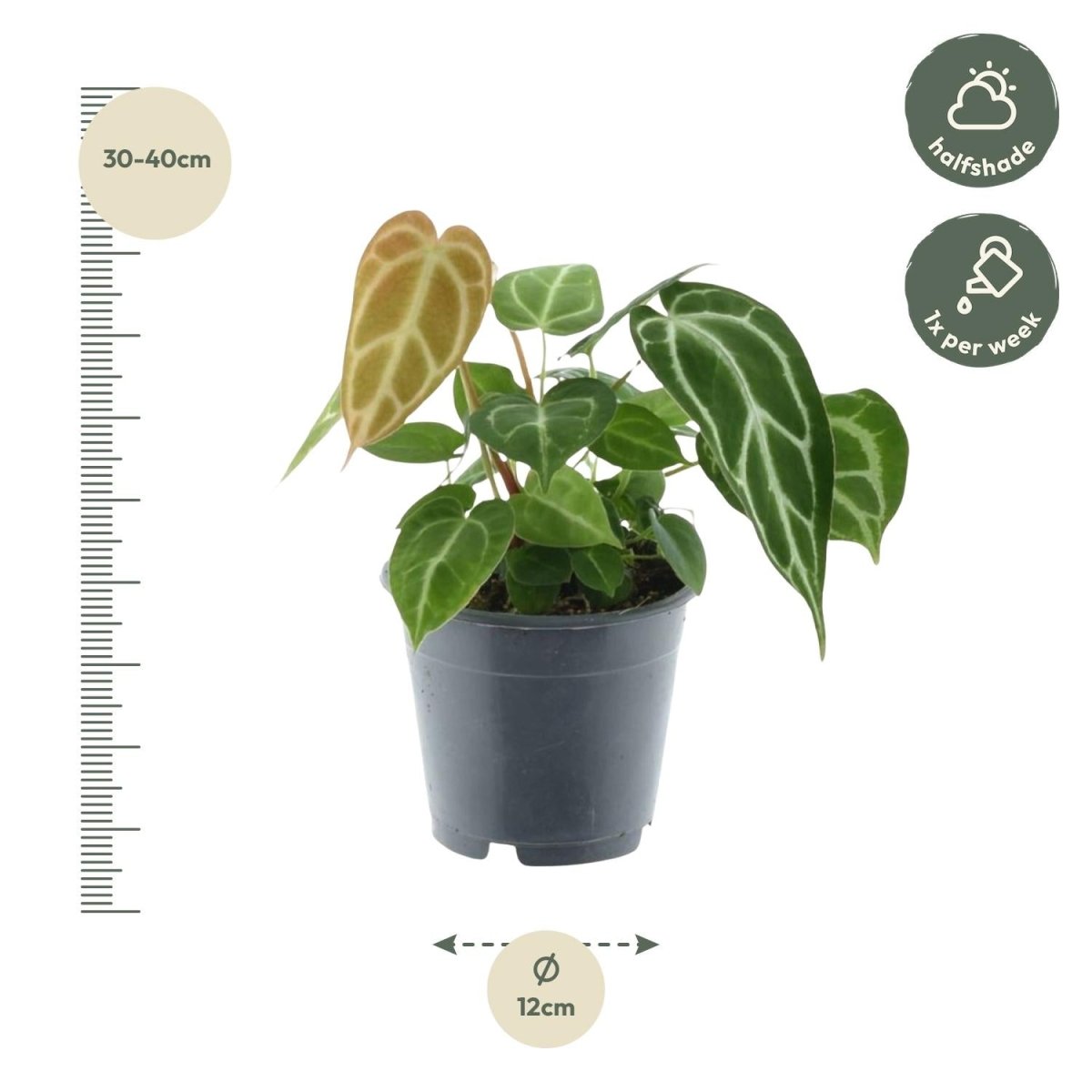 Anthurium crystallinum 35 cm | Seltene Samtpflanze im Ø12 cm Topf – Exklusive Rarität - Wurzelwerk Design
