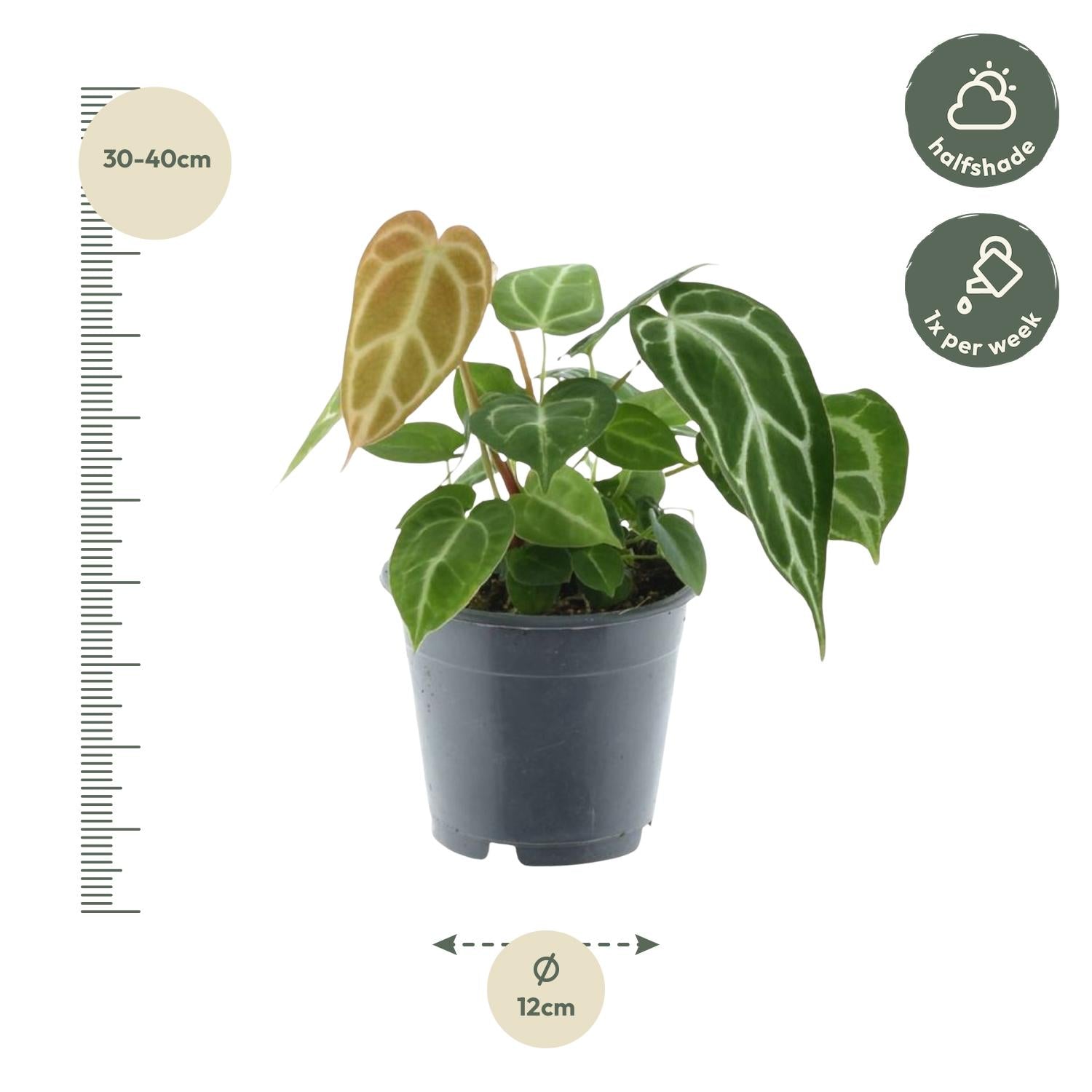 Anthurium crystallinum 35 cm | Seltene Samtpflanze im Ø12 cm Topf – Exklusive Rarität