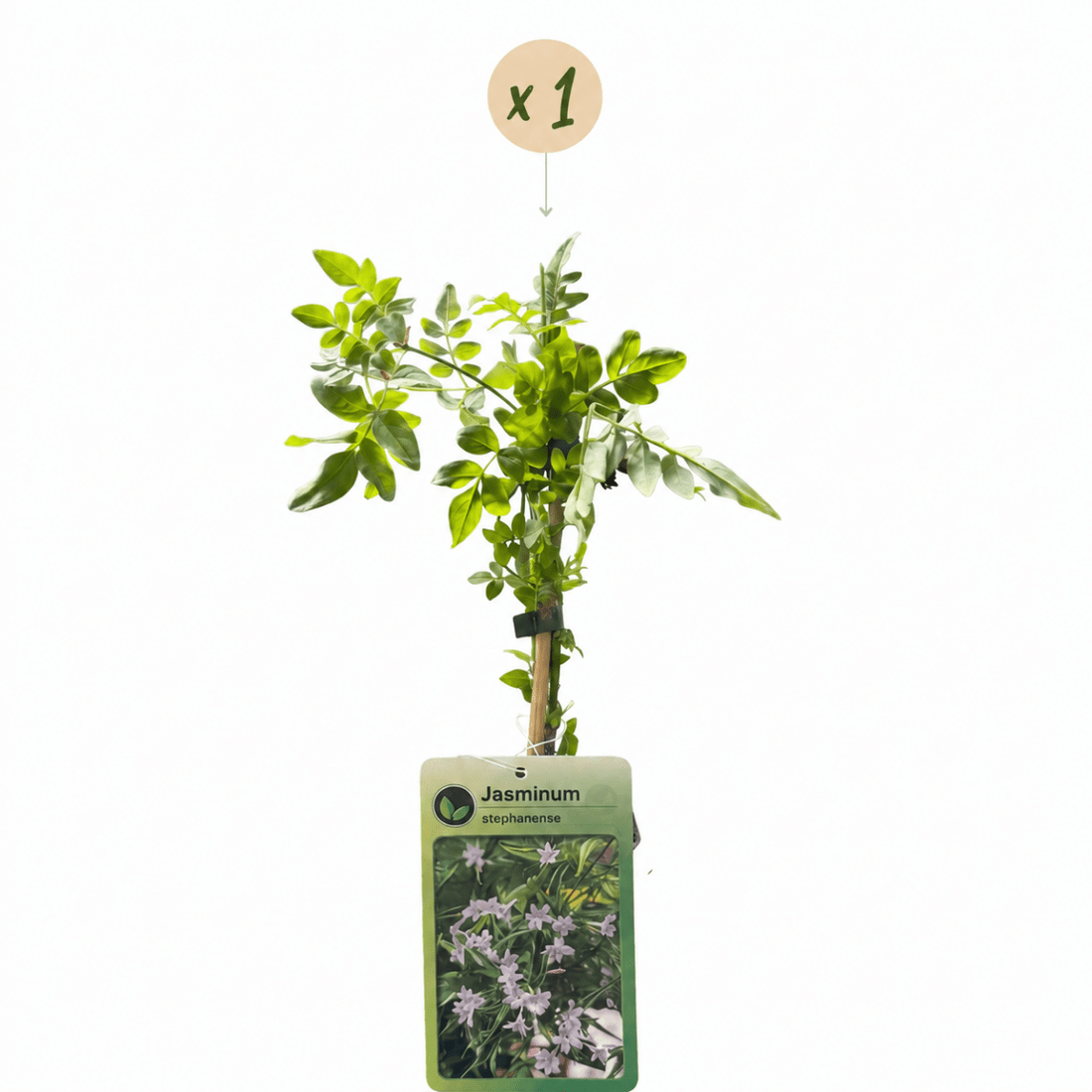 Stephans Jasmin kaufen – Jasminum × stephanense | rosa, Ø 9 cm, Höhe 35 cm - Wurzelwerk Design